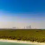 850,000 mangrove trees planted in Abu Dhabi