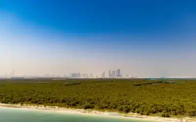 850,000 mangrove trees planted in Abu Dhabi